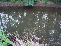 Fischsterben Wipper 1432